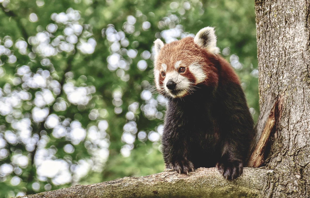 Nomes para pandas: 15 sugestões fofas para seu bichinho ou pelúcia
