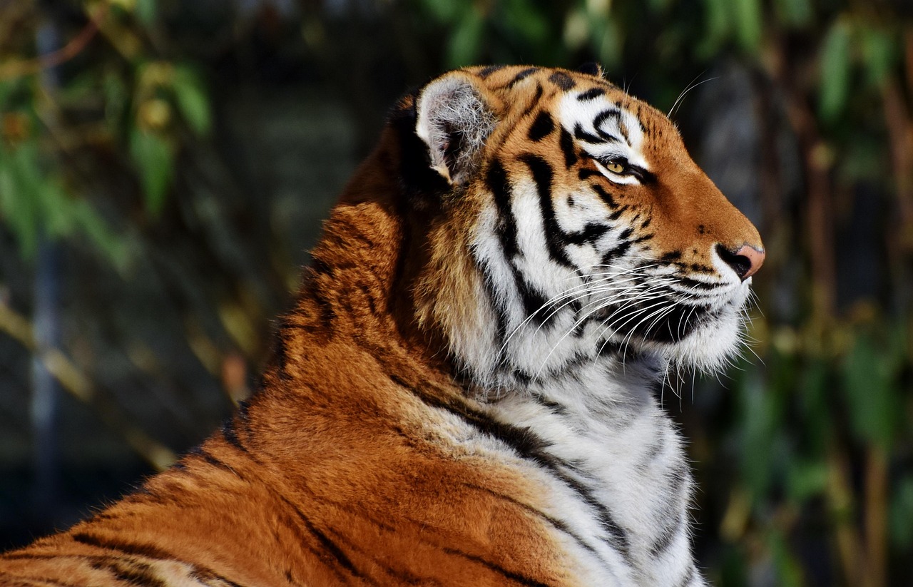 Nomes para tigres: 10 ideias criativas e poderosas para seu mascote