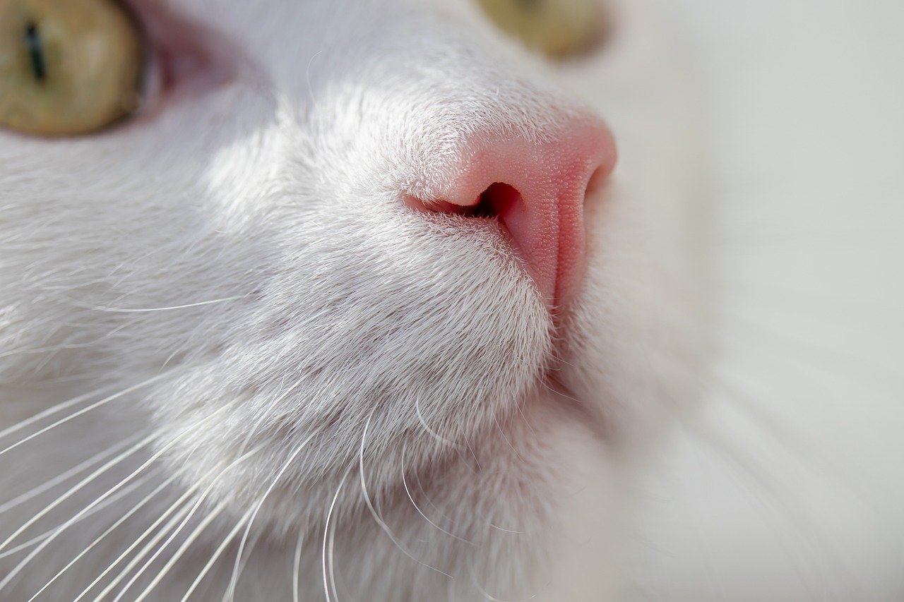 O segredo da felicidade dos gatos: o que eles sabem sobre relaxar que você ainda não aprendeu