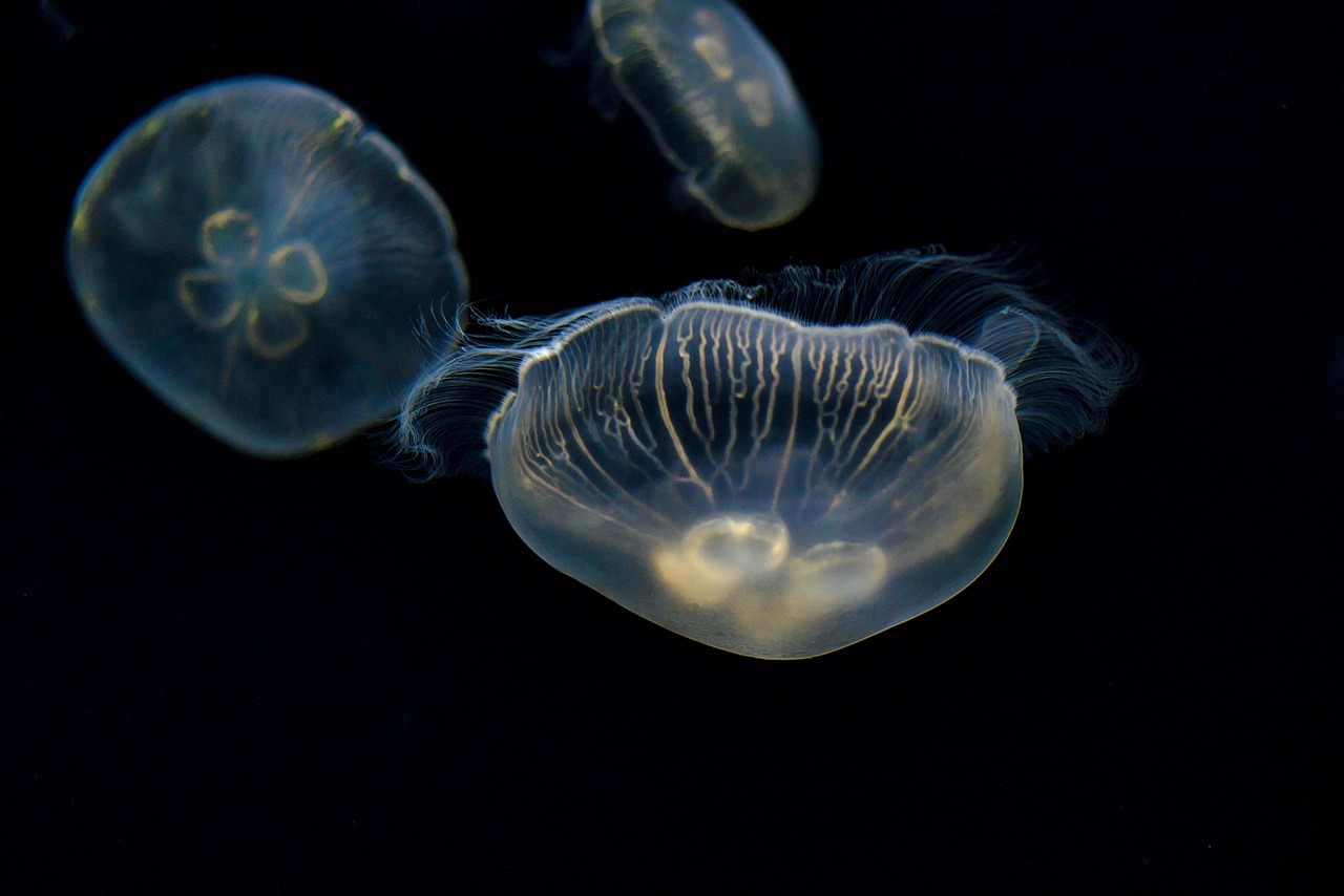 Por que certos animais brilham no escuro? Descubra o segredo fascinante da bioluminescência