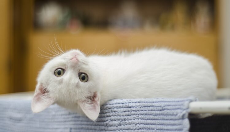 O segredo da felicidade dos gatos: o que eles sabem sobre relaxar que você ainda não aprendeu