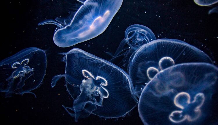 Por que certos animais brilham no escuro? Descubra o segredo fascinante da bioluminescência
