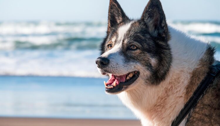 Por que seu cachorro late só para algumas pessoas? Descubra o que ele está tentando dizer