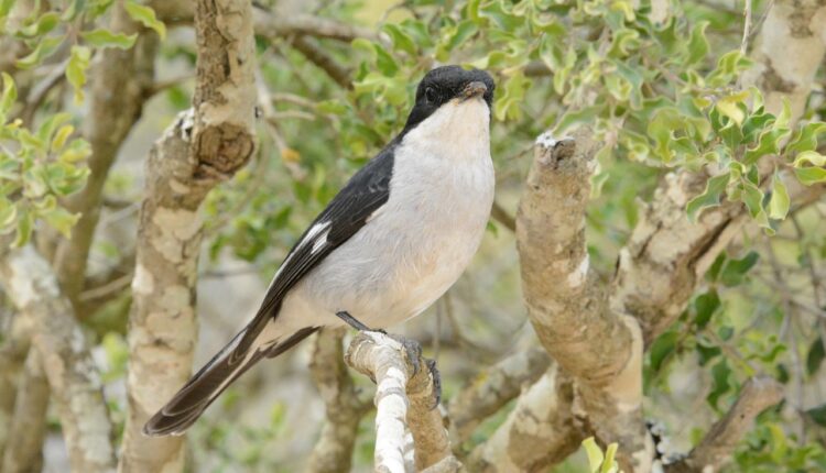 Carrascos mais terríveis da história: 10 figuras que marcaram o passado