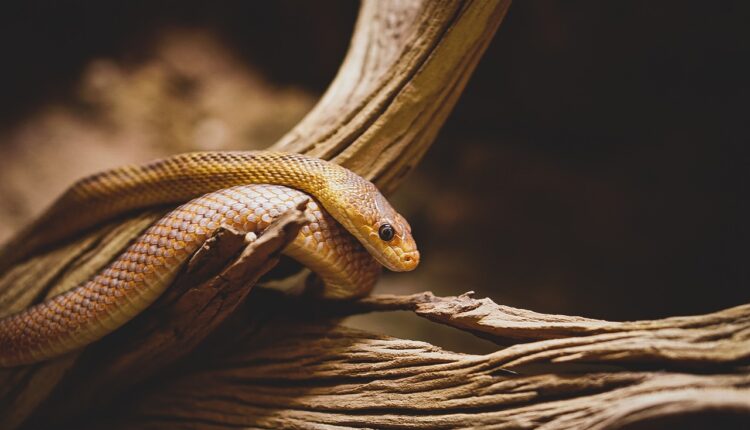 Melhores dietas low carb para fazer em 2025: 10 planos para emagrecer