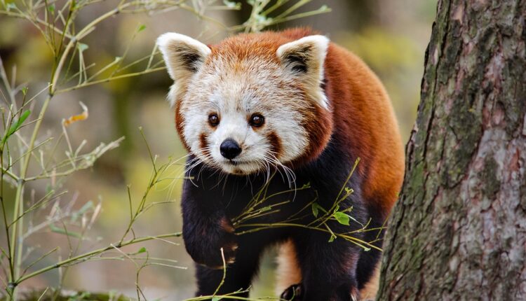 Nomes para pandas: 15 sugestões fofas para seu bichinho ou pelúcia