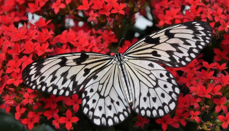 O que significa ver uma borboleta preta em casa: 5 interpretações místicas