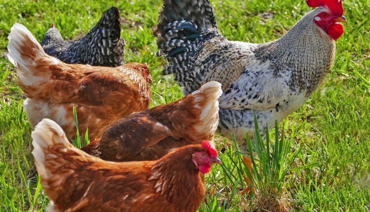 Meu patrocínio cadastro: como funciona e dicas para se inscrever