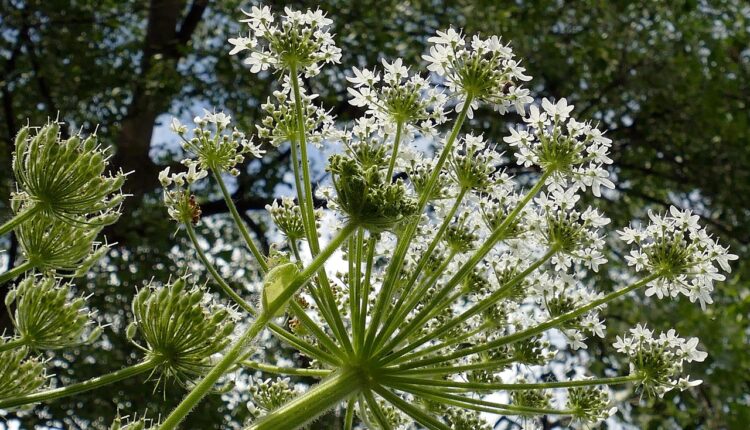 Mão coçando: 5 significados populares e o que a ciência diz