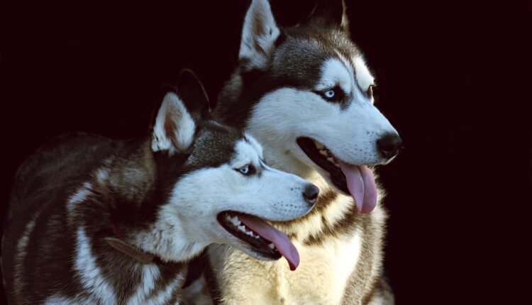 Sábado animado 2025: programação e dicas para curtir ao máximo