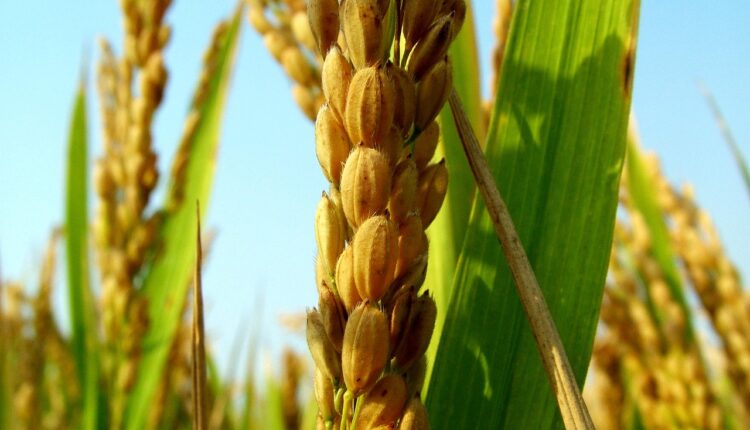 Recibo em branco detran: como preencher e evitar problemas em 2025