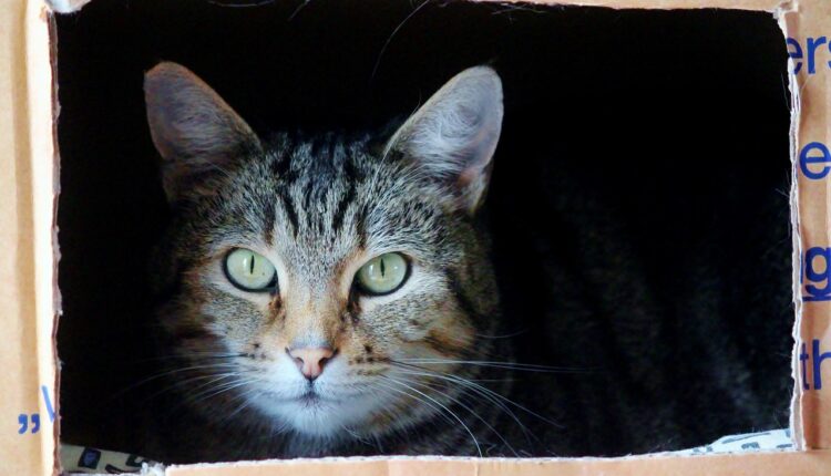 Simpatia para pessoa mudar de casa: 5 rituais para atrair mudanças