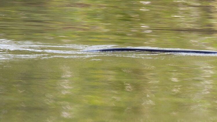 Cobra d'água é venenosa: mitos e verdades sobre essa serpente