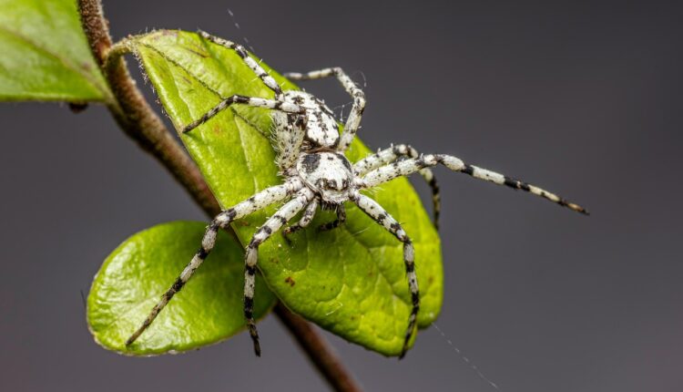 Foto de roberto carlos sem perna: a verdade por trás do boato em 2025
