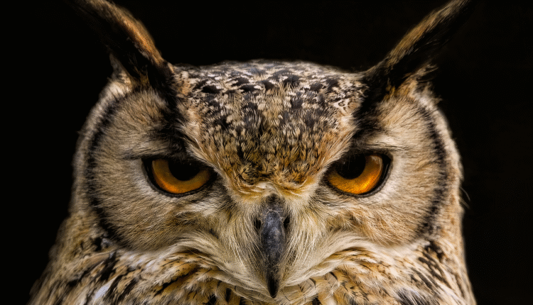 Nomes para corujas: 15 ideias criativas para seu pet ou personagem