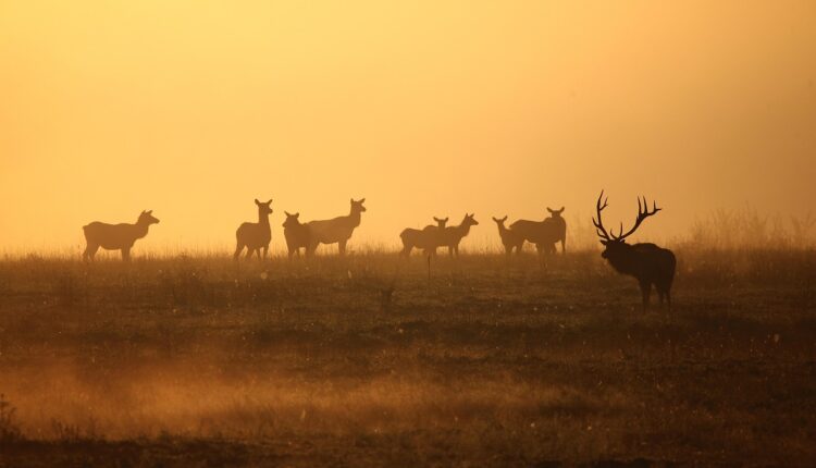 Nomes para touros: 15 ideias poderosas para seu animal ou mascote