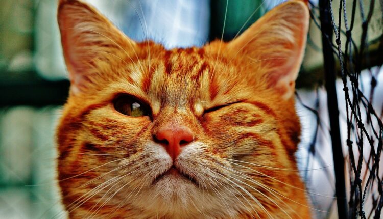 Perguntas com duplo sentido maliciosas: 15 ideias para animar conversas